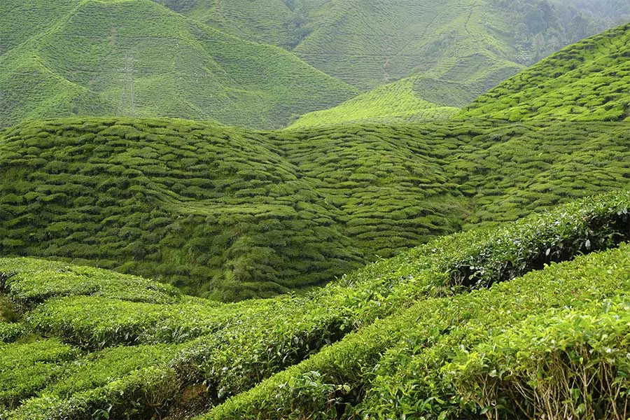 Tea plantations in Cameron Highlands